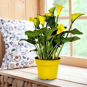 Calla Lily Yellow Grow Kit